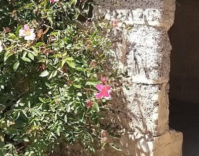 Des prés au Prainet “César”