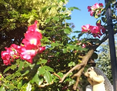 Des prés au Prainet “sacy”