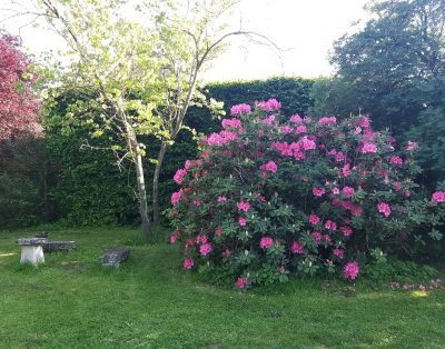 Des prés au Prainet “sacy”