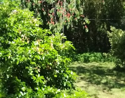 Des prés au Prainet “César”